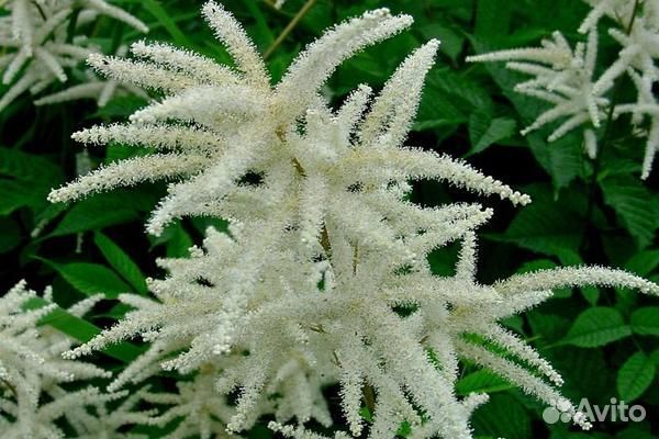 Садовые многолетники - арункус, ирис японский