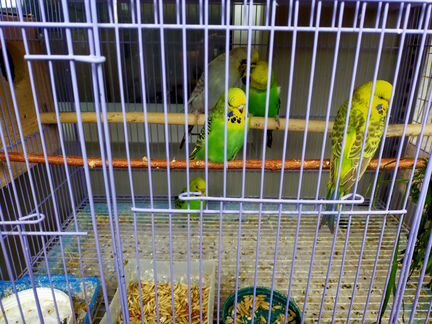 Продаются попугаи