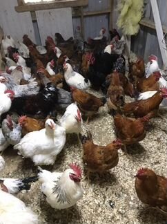 Петухи,Гуси,Индоутки,Куры-Птица Домашняя