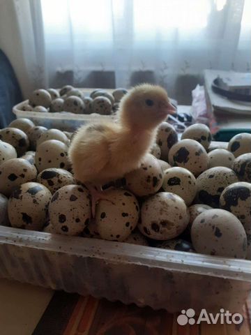 Техасский перепел