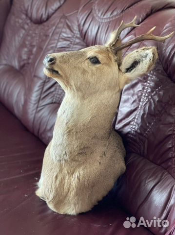 Чучело головы косули