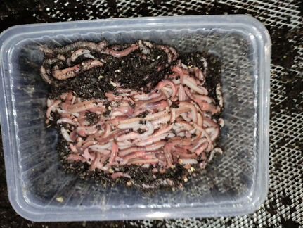 Червь Дендробена Венета 500г для рыбалки и удобрен