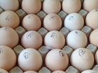 Инкубационное яйцо объявление продам
