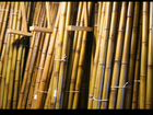 Продам бамбук