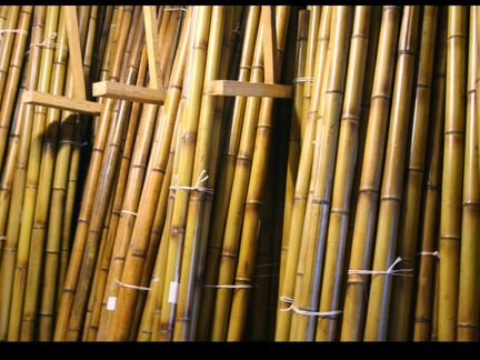 Продам бамбук