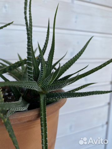 Суккуленты