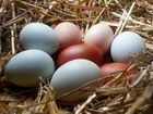 Яйцо пищевое,инкубационное и цыплята от смешанных