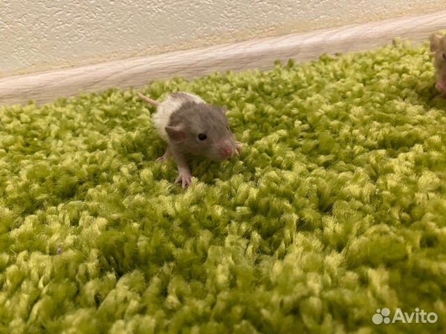 Крысята Дамбо Рекс, Крыса