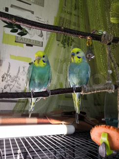 Волнистые радужные попугаи