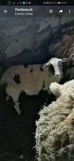 Овцы бараны ягнята - фотография № 2