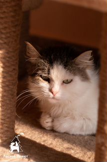 Олди. Лесной приют