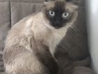 Вязка балинезийская кошка