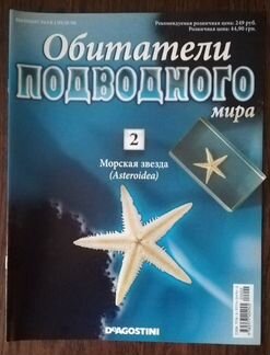 Сувенир Морская Звезда Asteroidea