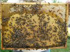 Пчеломатки Карника Ф1 объявление продам