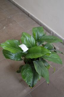 Спатифиллум большой, цветущий