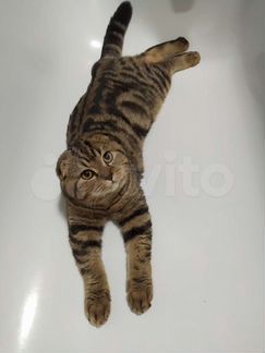 Шотландский вислоухий кот ищет невесту - кошку для