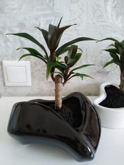 Цветы в стиле Бонсай