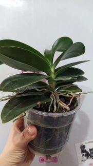 Орхидея фаленопсис розовый