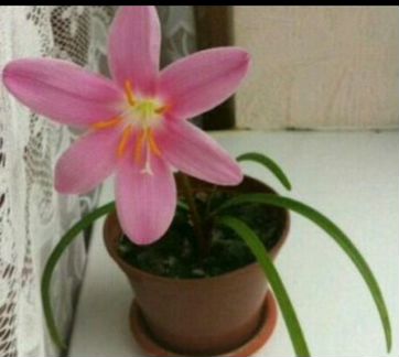 Зефирантес