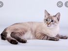 Тайская кошка крысоловка в добрый дом объявление продам