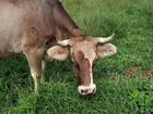 Корова дойная телята объявление продам
