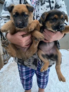 продается щенок дратхаара 2021 год оренбургская область