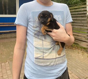 Щенки дворняжки в дар