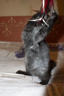 Котенок-мальчик, 2 месяца