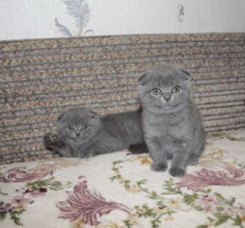 Шотландские вислоухие котята