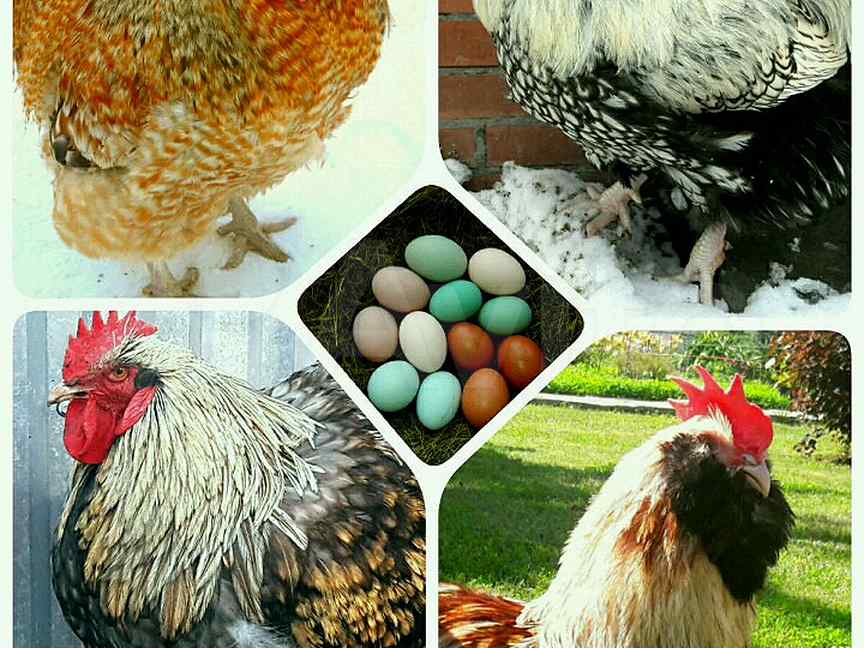 Породистые куры авито. Купить яйцо инкубационное породных кур по Ростовская область.
