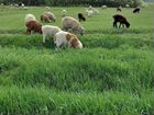 Овцы матки ягнята объявление продам