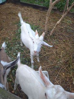 Англо нубийские козы - фотография № 4