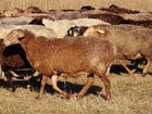 Курдючные овцы объявление продам