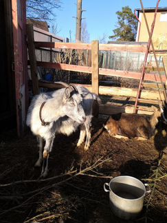 Две двойные козы, козлята - фотография № 2