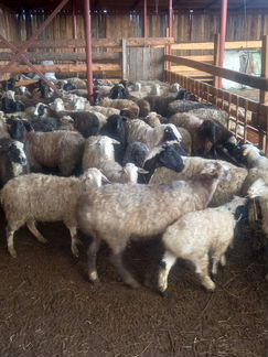Курдючные бараны овцы - фотография № 1