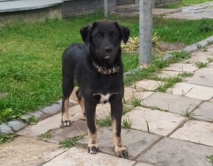 Щенок в добрые руки