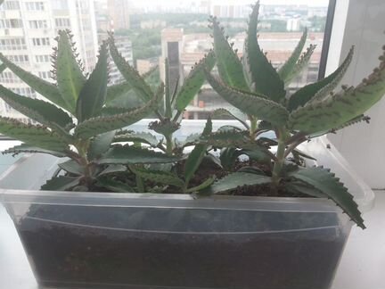 Цветок Каланхоэ лечебный (Доктор)