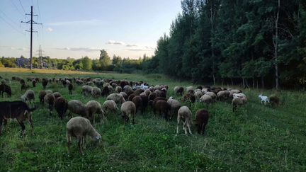 Овцы, бараны, ягнята и козы - фотография № 1