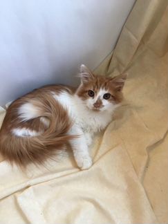 Рыжий котёнок