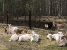 3 козы, 2,5 года, не рожавшие, 8000 за козу