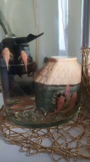 Сомики - прилипалы (чистильщики)