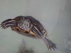 Продам красноухую черепаху с аквариумом