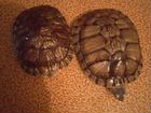 Черепахи с аквариумом красноухие