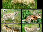 Бенгальские котята. Вязка с котом. Снежные, золото