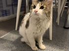 Японский бобтейл кошка объявление продам