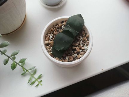 Дендробиум, гастерия