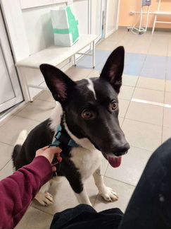 Собака/Ричи ищет дом