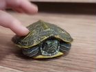 Красноухая черепаха 2 шт с аквариумом и остравком