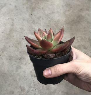 Эхеверия Таурус. Доставка