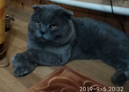 Вязка с Шотландским котом